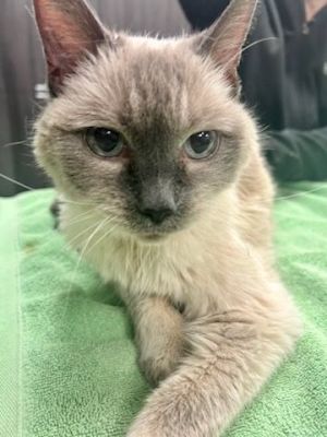 Tonkinese cat for store adoption near me