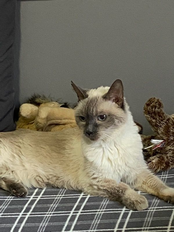 Jessie, an adoptable Tonkinese in Vaudreuil-Dorion, QC, J7V 2N5 | Photo Image 3