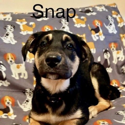 Snap, an adopted German Shepherd Dog & Labrador Retriever Mix in Unionville, CT_image-1