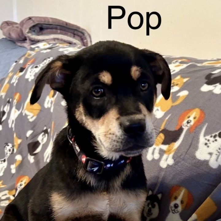 Pop, an adopted German Shepherd Dog & Labrador Retriever Mix in Unionville, CT_image-1