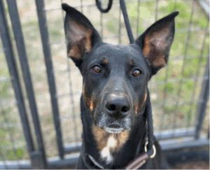 Newfoundland sales doberman mix