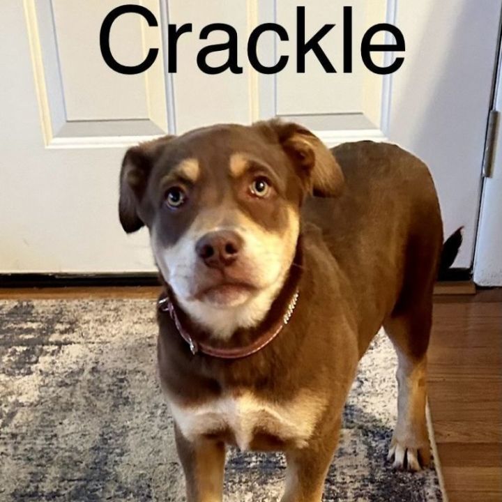 Crackle 1