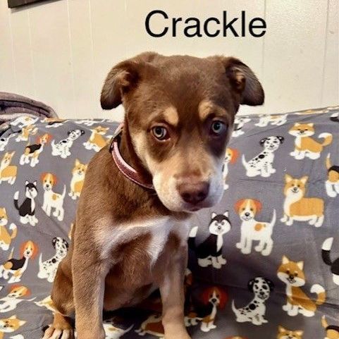 Crackle 4