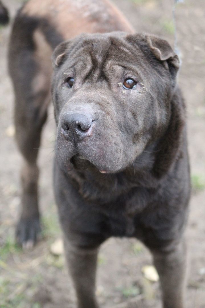 Petfinder shar sale pei