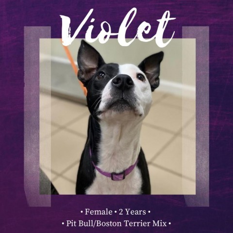 Violet detail page