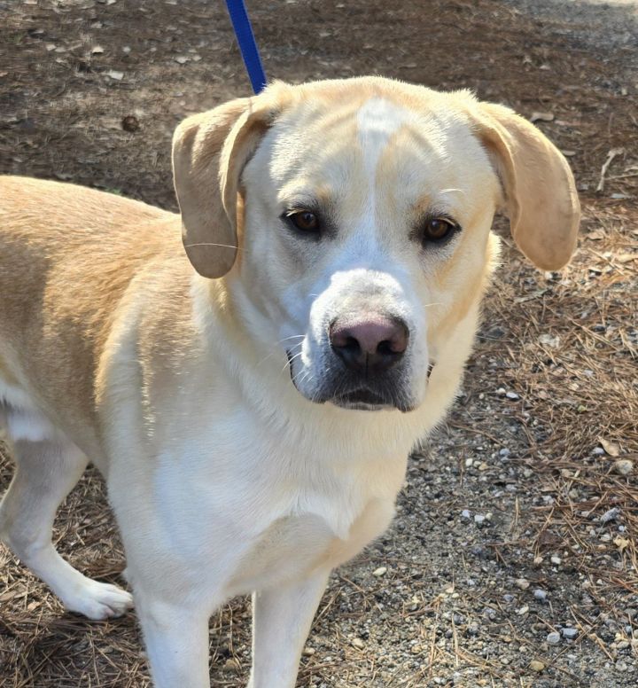 Dog for adoption - 231128 Scrappy, a Labrador Retriever Mix in