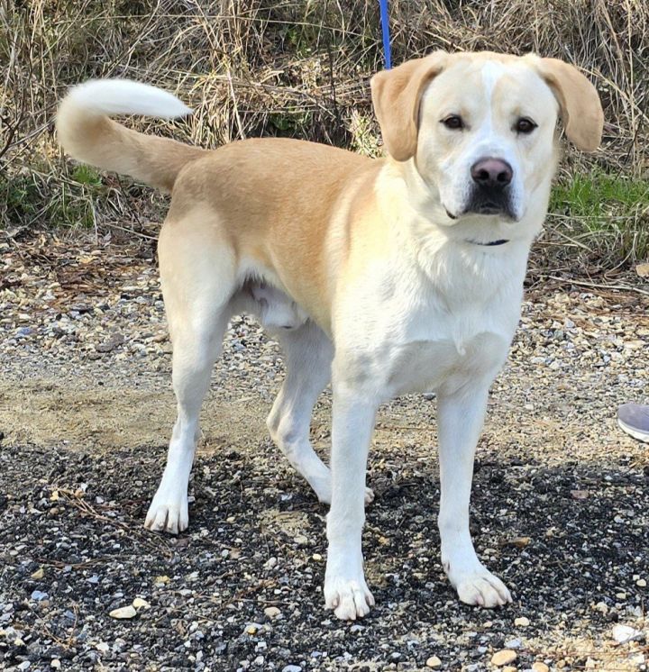 Dog for adoption - 231128 Scrappy, a Labrador Retriever Mix in