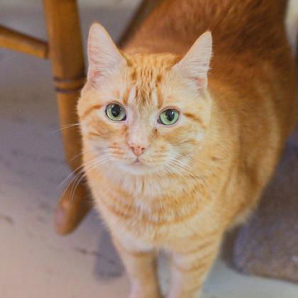 Cyrus, an adoptable Domestic Short Hair in Waco, TX, 76702 | Photo Image 1