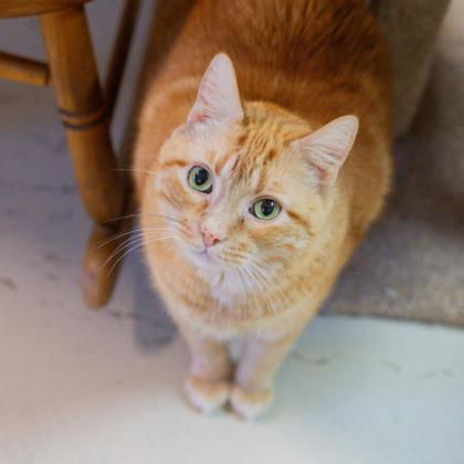 Cyrus, an adoptable Domestic Short Hair in Waco, TX, 76702 | Photo Image 2