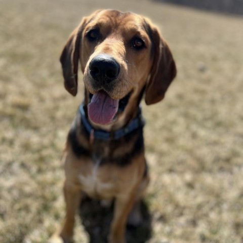 Boone, an adoptable Hound in Decorah, IA, 52101 | Photo Image 1