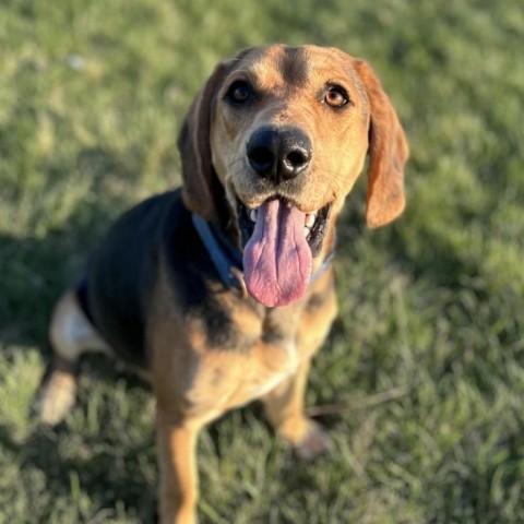 Boone, an adoptable Hound in Decorah, IA, 52101 | Photo Image 1