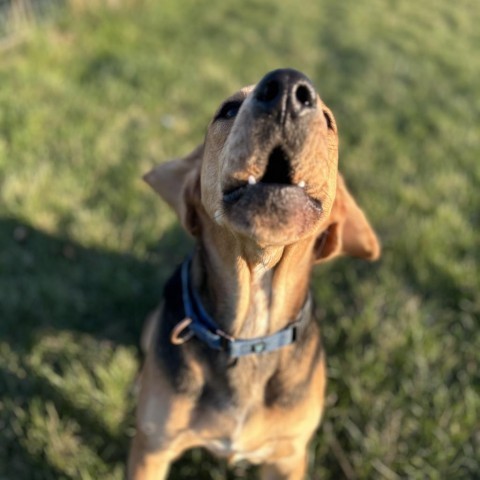 Boone, an adoptable Hound in Decorah, IA, 52101 | Photo Image 2