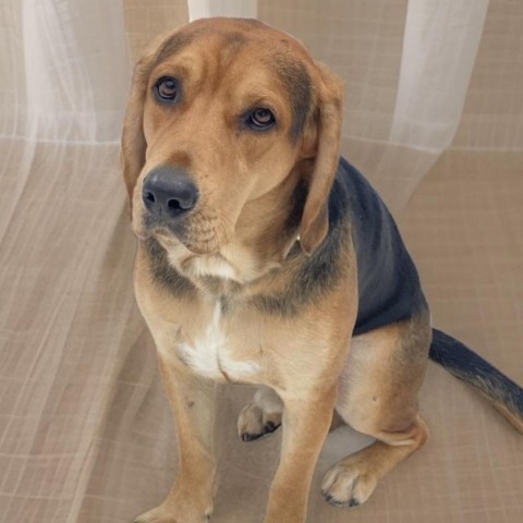 Boone, an adoptable Hound in Decorah, IA, 52101 | Photo Image 2