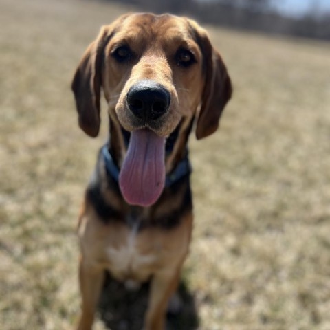 Boone, an adoptable Hound in Decorah, IA, 52101 | Photo Image 3