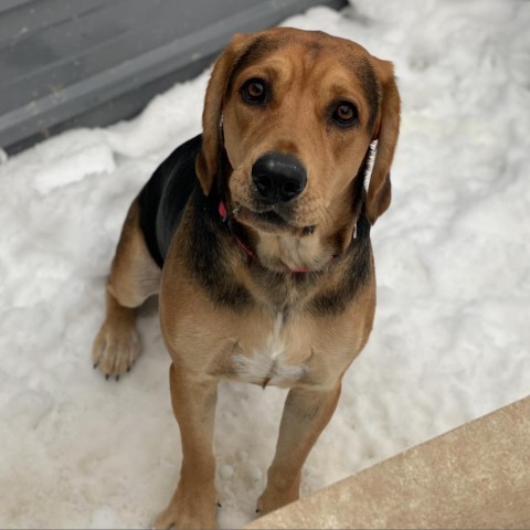 Boone, an adoptable Hound in Decorah, IA, 52101 | Photo Image 3