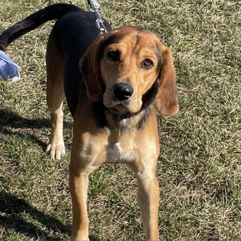 Boone, an adoptable Hound in Decorah, IA, 52101 | Photo Image 4