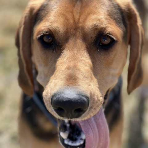 Boone, an adoptable Hound in Decorah, IA, 52101 | Photo Image 5