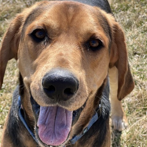 Boone, an adoptable Hound in Decorah, IA, 52101 | Photo Image 6