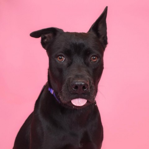 Sandra, an adoptable Terrier Mix in West Palm Beach, FL_image-1
