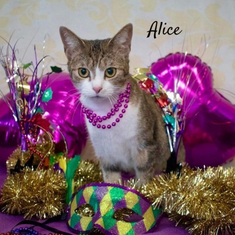 Alice ( Foxy )