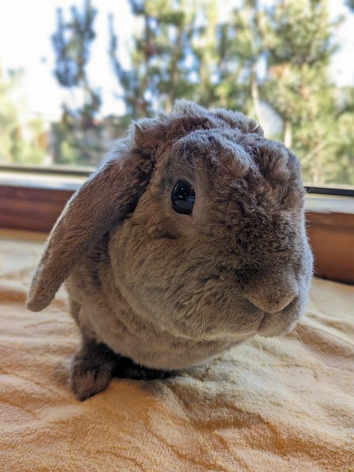 Honey, an adoptable Holland Lop in Bellingham, WA_image-3