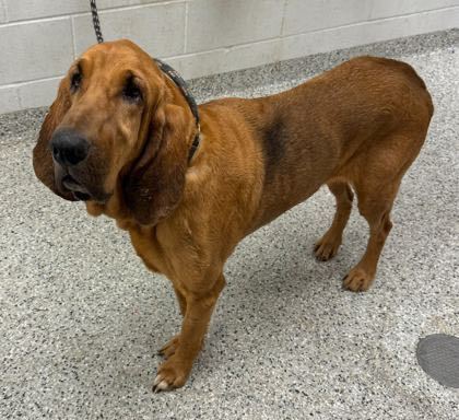 Petfinder bloodhound hot sale