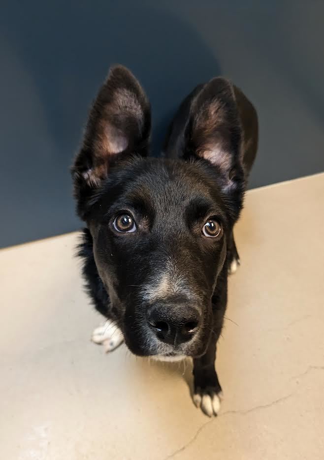 Dillon, an adopted Border Collie & Australian Cattle Dog / Blue Heeler Mix in Bellingham, WA_image-5