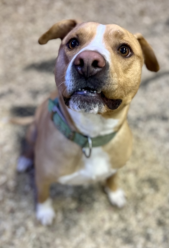 Brutus, an adoptable Pit Bull Terrier in Cortez, CO, 81321 | Photo Image 3