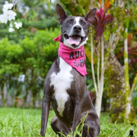 Ember, an adoptable Mixed Breed in Kailua Kona, HI, 96740 | Photo Image 1
