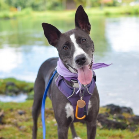 Ember, an adoptable Mixed Breed in Kailua Kona, HI, 96740 | Photo Image 1