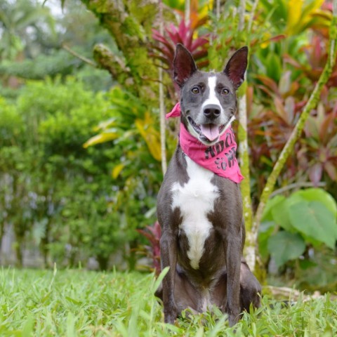 Ember, an adoptable Mixed Breed in Kailua Kona, HI, 96740 | Photo Image 3