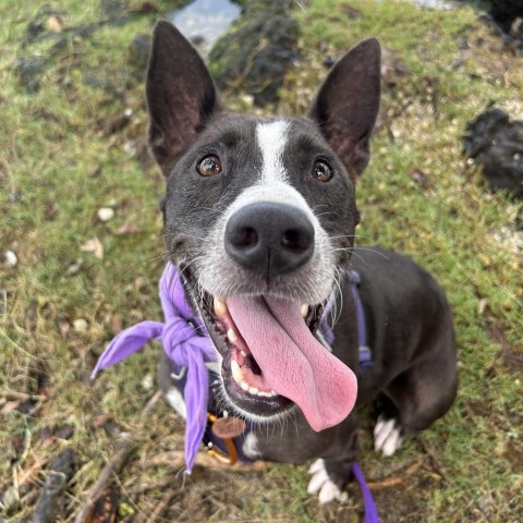 Ember, an adoptable Mixed Breed in Kailua Kona, HI, 96740 | Photo Image 3