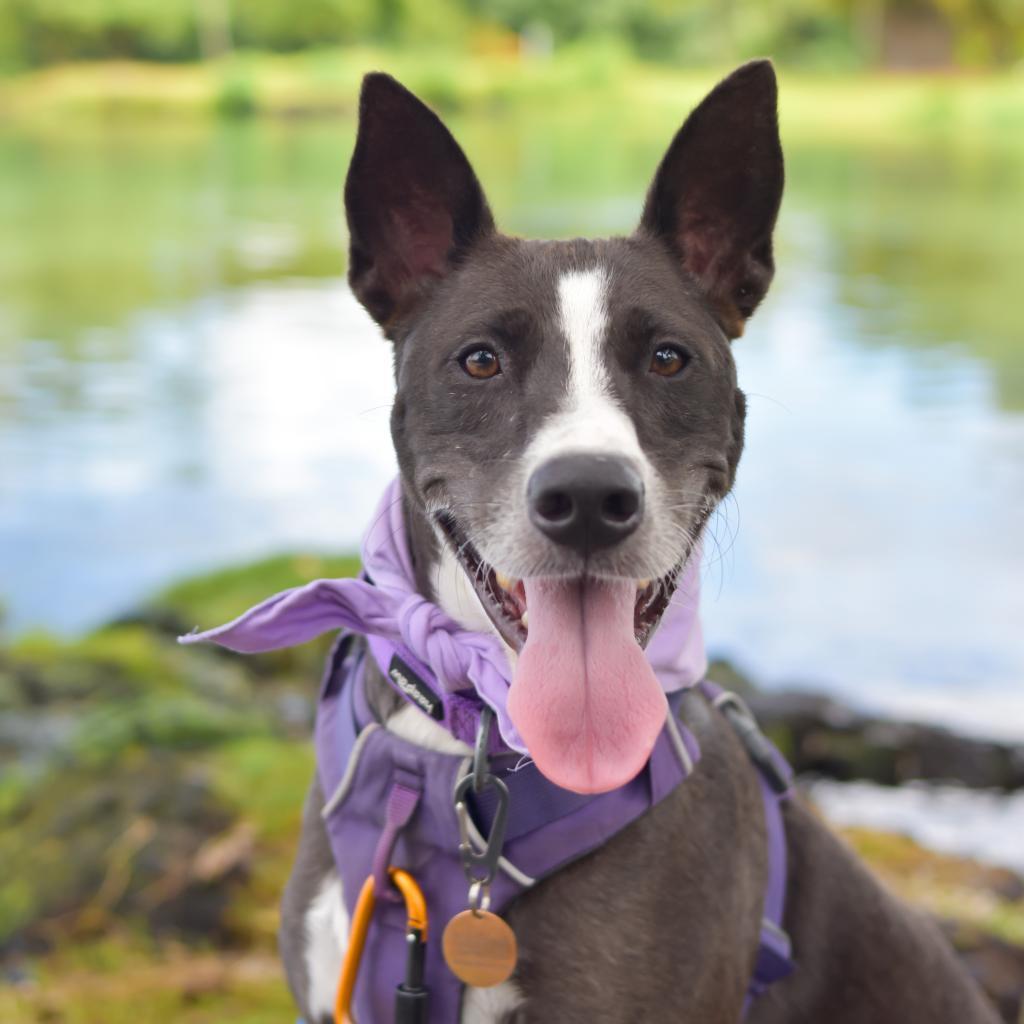 Ember, an adoptable Mixed Breed in Kailua Kona, HI, 96740 | Photo Image 4