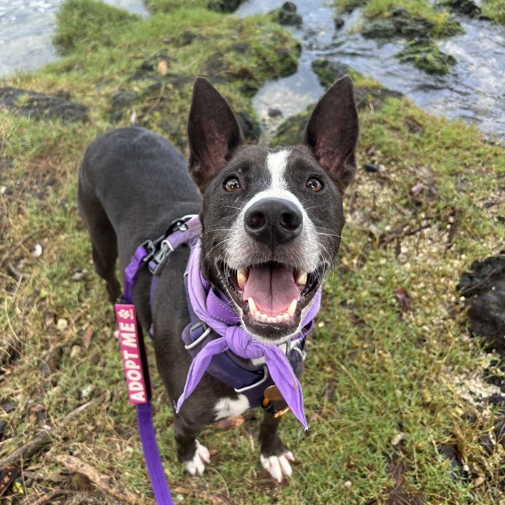 Ember, an adoptable Mixed Breed in Kailua Kona, HI, 96740 | Photo Image 4