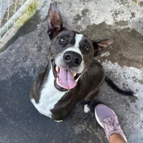 Ember, an adoptable Mixed Breed in Kailua Kona, HI, 96740 | Photo Image 6