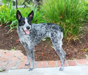 Lola Lu is a 3 year old blue heeler cattle dog She is 32 pounds She is very loving loyal