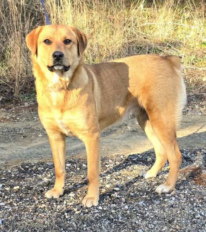 Dog for adoption - 240116 Buttercup, a Labrador Retriever Mix in