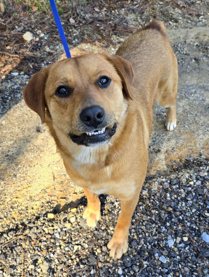 Dog for adoption - 240116 Buttercup, a Labrador Retriever Mix in