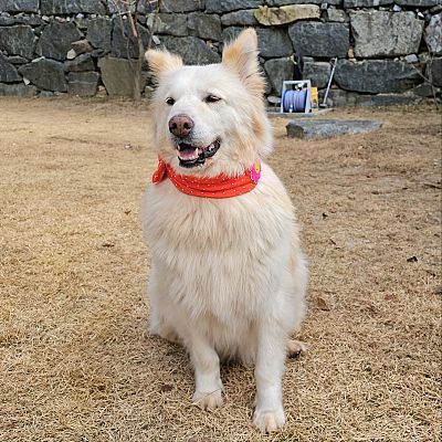 Samoyed discount jindo mix