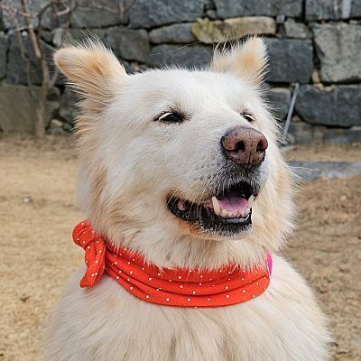 Samoyed best sale jindo mix