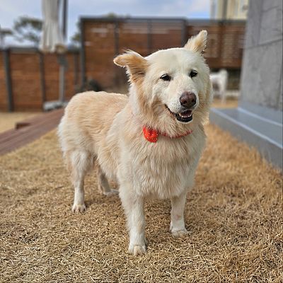 Samoyed 2024 jindo mix