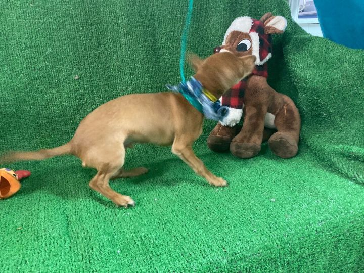 Dog for adoption - Chiquilin, a Chihuahua & Dachshund Mix in El Paso ...