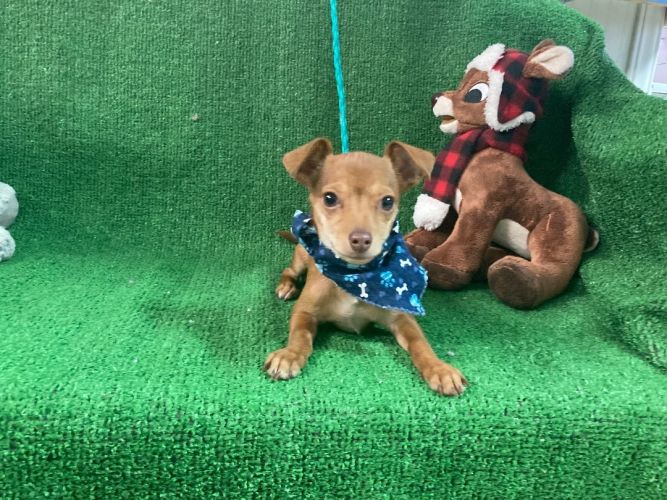 Dog for adoption - Chiquilin, a Chihuahua & Dachshund Mix in El Paso ...