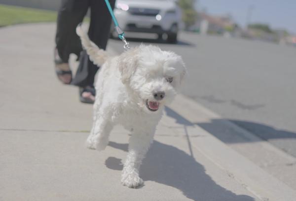 Wiley, an adoptable Maltipoo in Laguna Beach, CA, 92651 | Photo Image 2