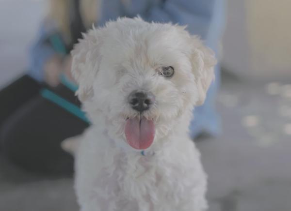 Wiley, an adoptable Maltipoo in Laguna Beach, CA, 92651 | Photo Image 4
