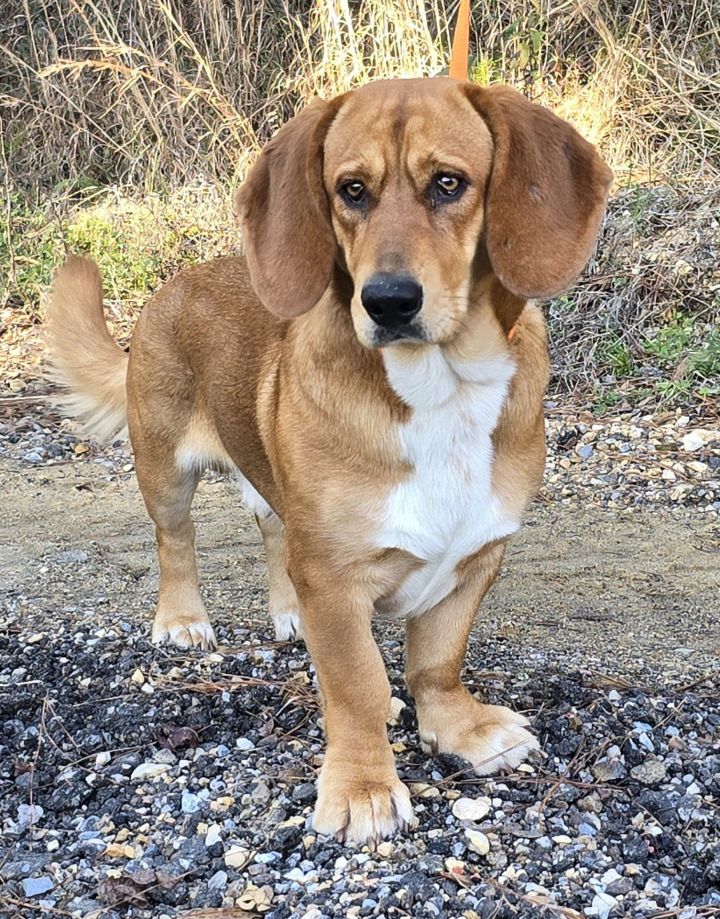 Copper creek hot sale bloodhounds