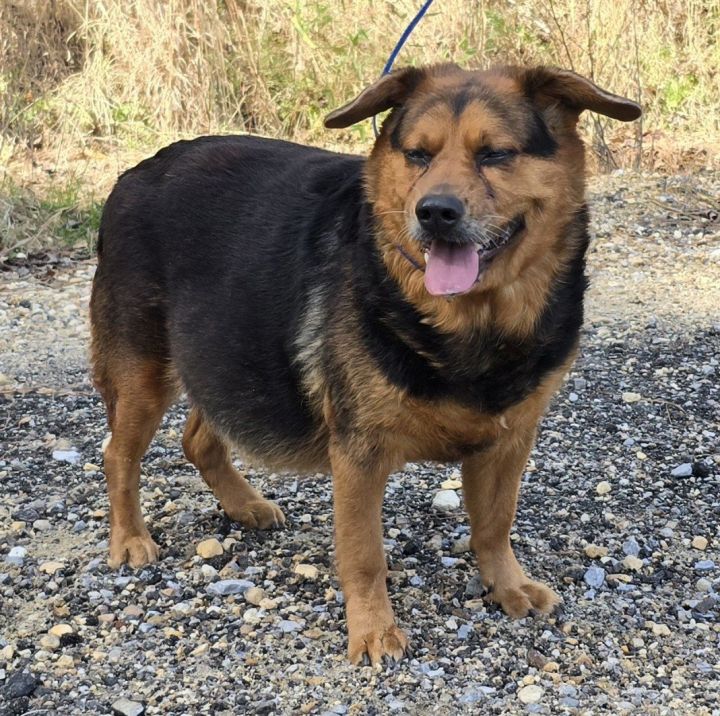 Dachshund 2024 shepherd mix