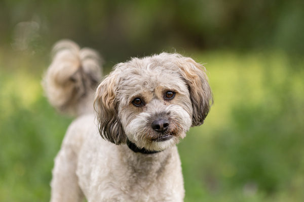 Benji, an adoptable Poodle & Terrier Mix in Escondido, CA_image-1