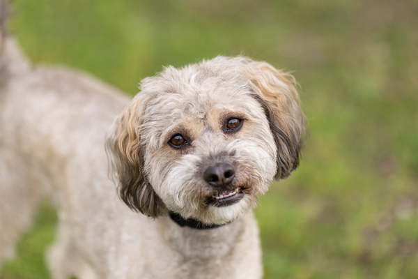 Benji, an adoptable Poodle & Terrier Mix in Escondido, CA_image-2