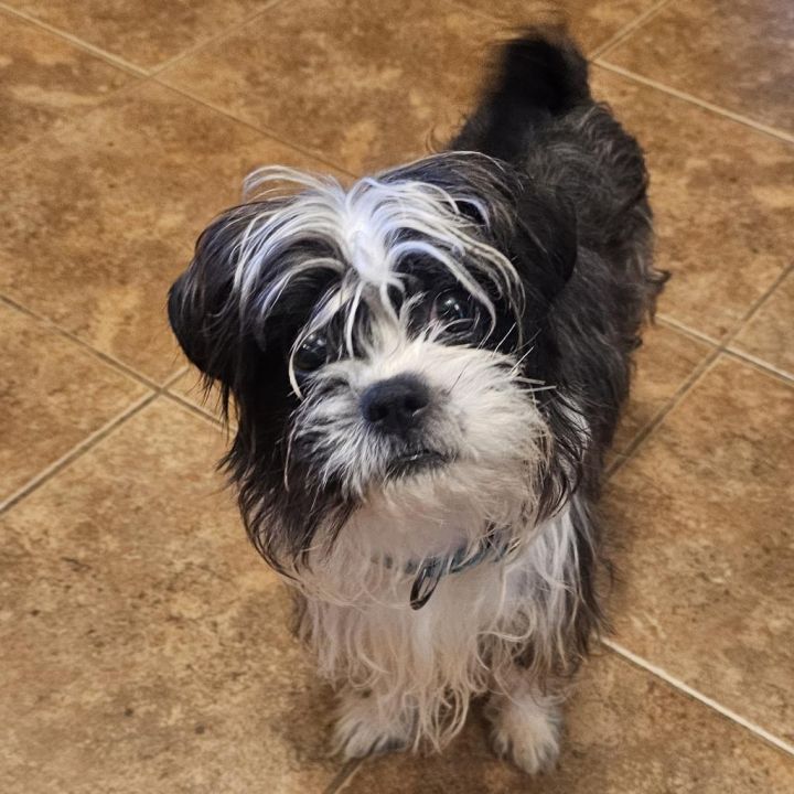 Dog for adoption Baron a Shih Tzu in Wichita KS Petfinder